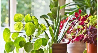How to Improve Your Indoor Air Quality