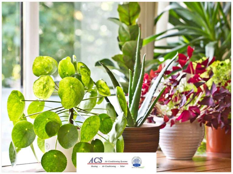 How to Improve Your Indoor Air Quality