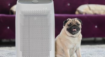 Indoor Air Quality Tips for Households With Pets