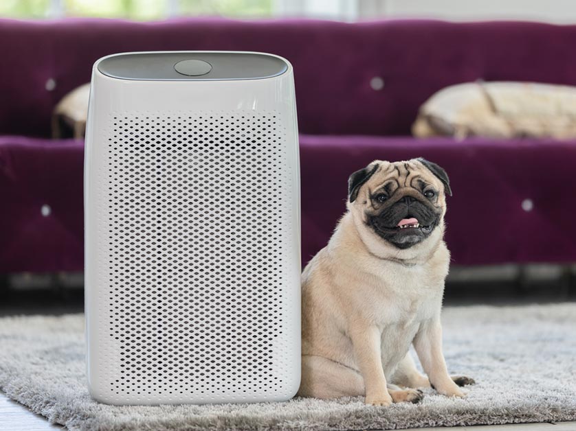 Indoor Air Quality Tips for Households With Pets